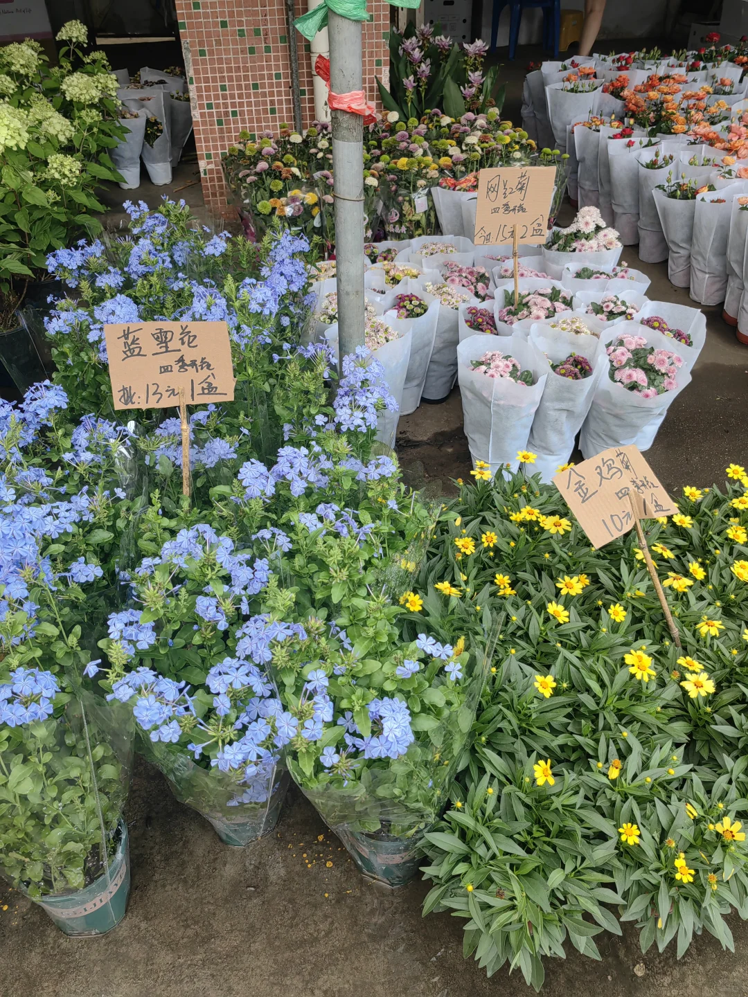 花花品种多了！2025.10.17岭南花卉市场