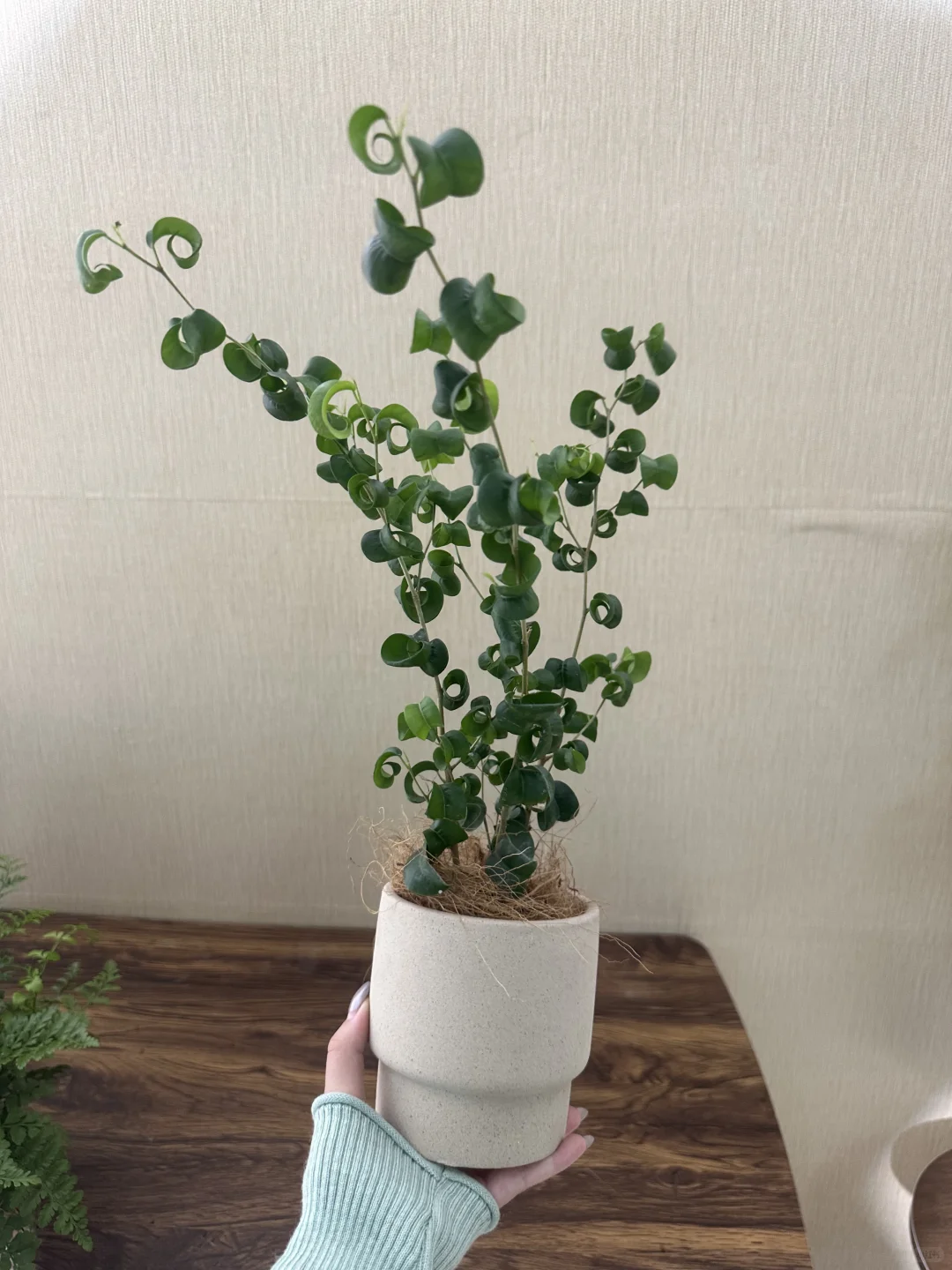 网购绿植开箱?