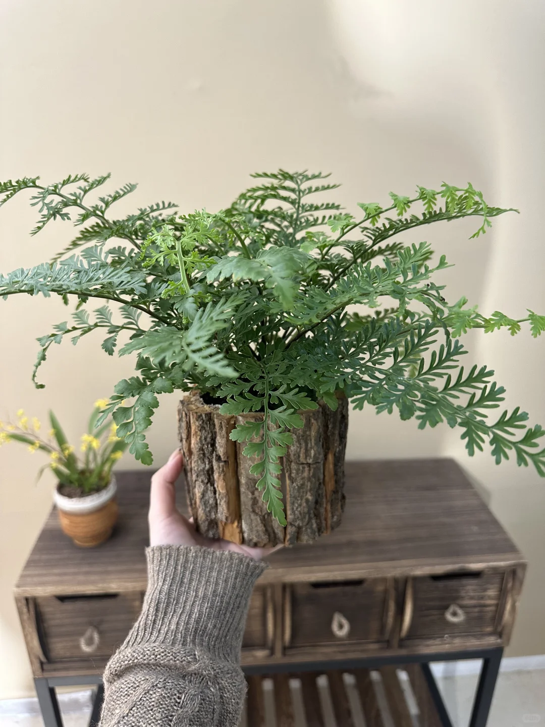 平价小众绿植分享?