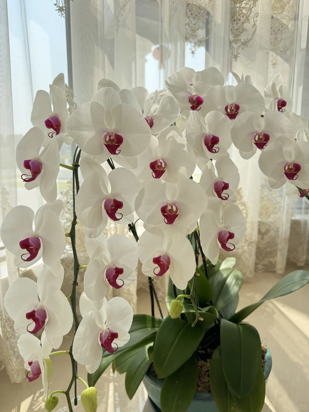 养兰花的尽头是蝴蝶兰