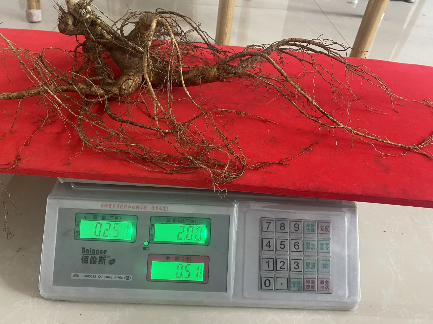 松树林里的林下参真大啊，半斤左右