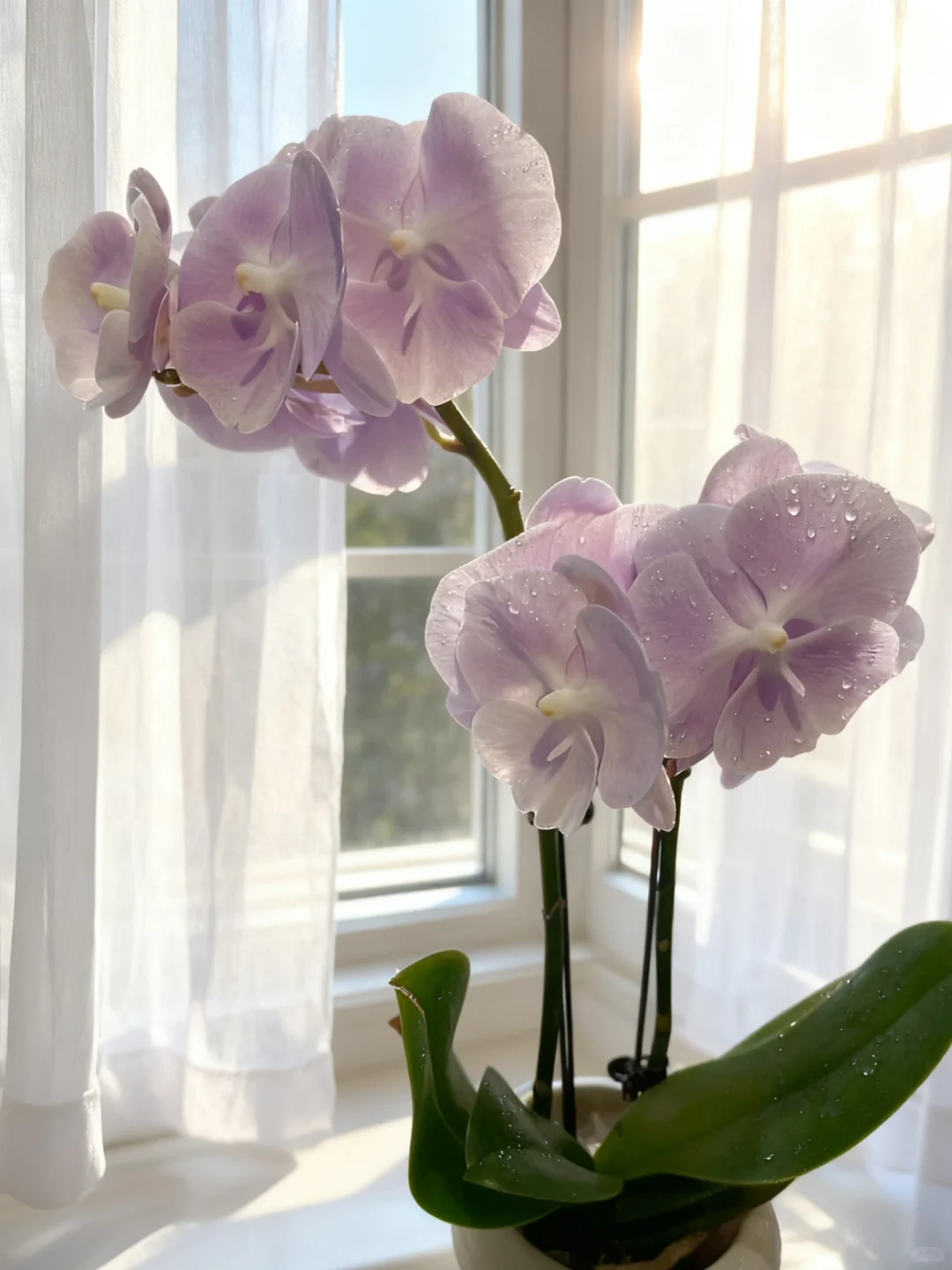 好看到犯规！！蝴蝶兰不愧国民绿植~超美哇。