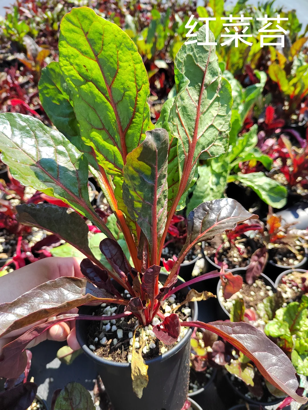 春季各种观赏蔬菜品种