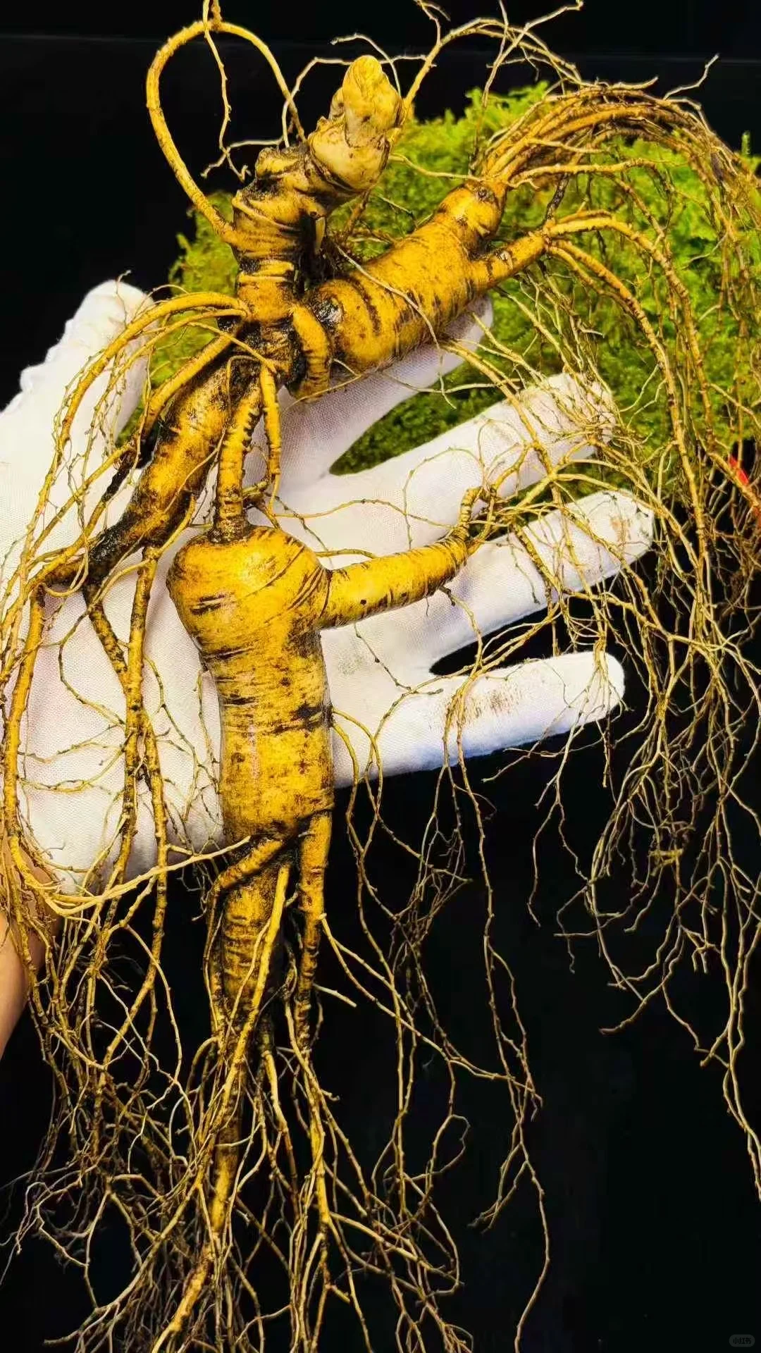 林下参的好处你知道么