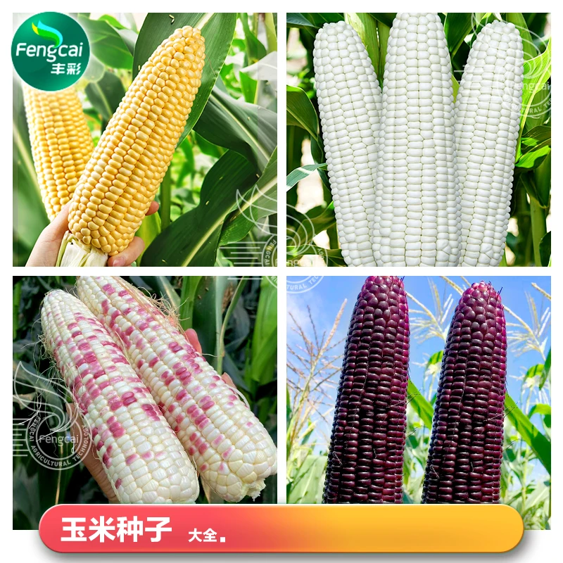 爆甜玉米种子?黑糯花粘全家爱