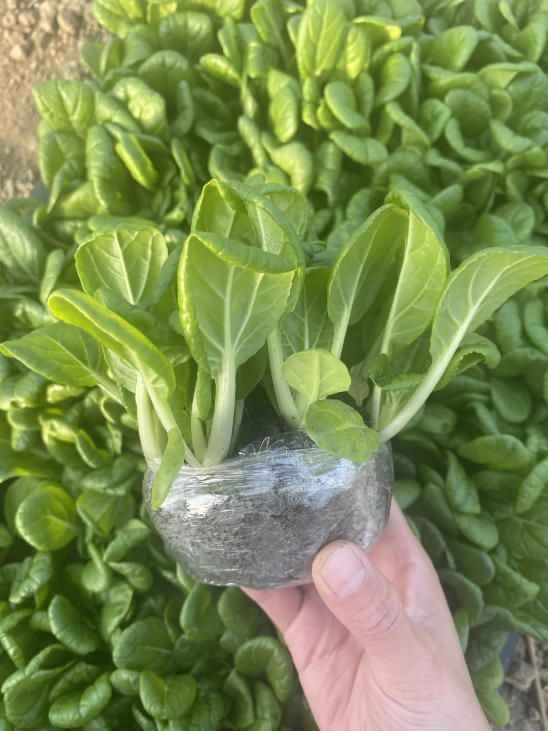 我看看现在还有人种乌塌菜吗