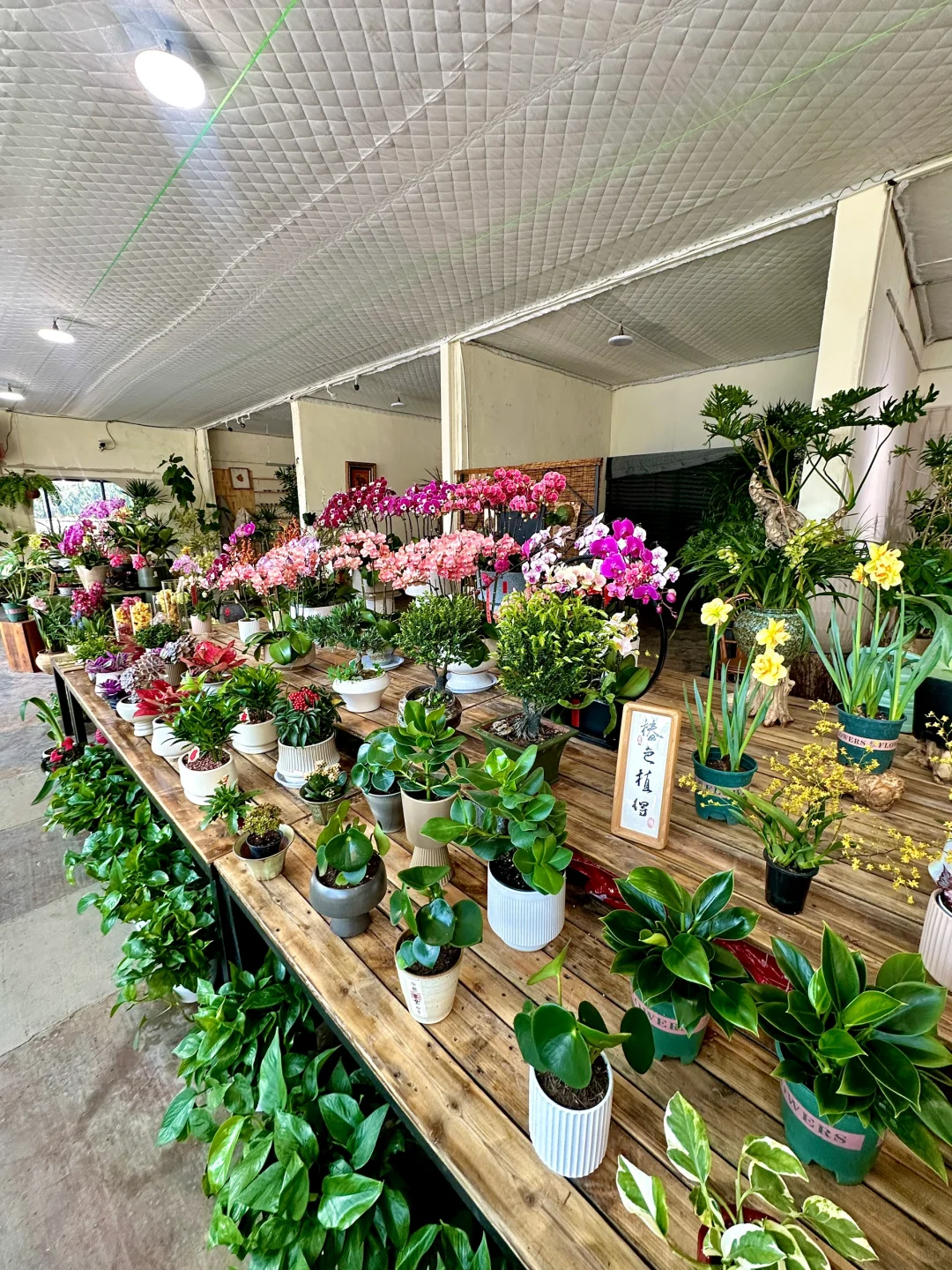 威海真的不缺无聊闲逛的小店……（绿植篇）