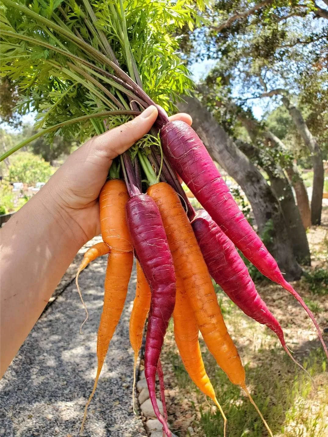 我们种植了什么：2024年秋冬花园