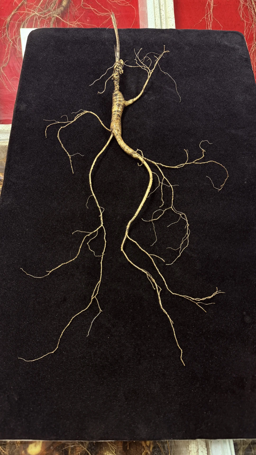 20年老林下籽参：残芦金皮绝绝子