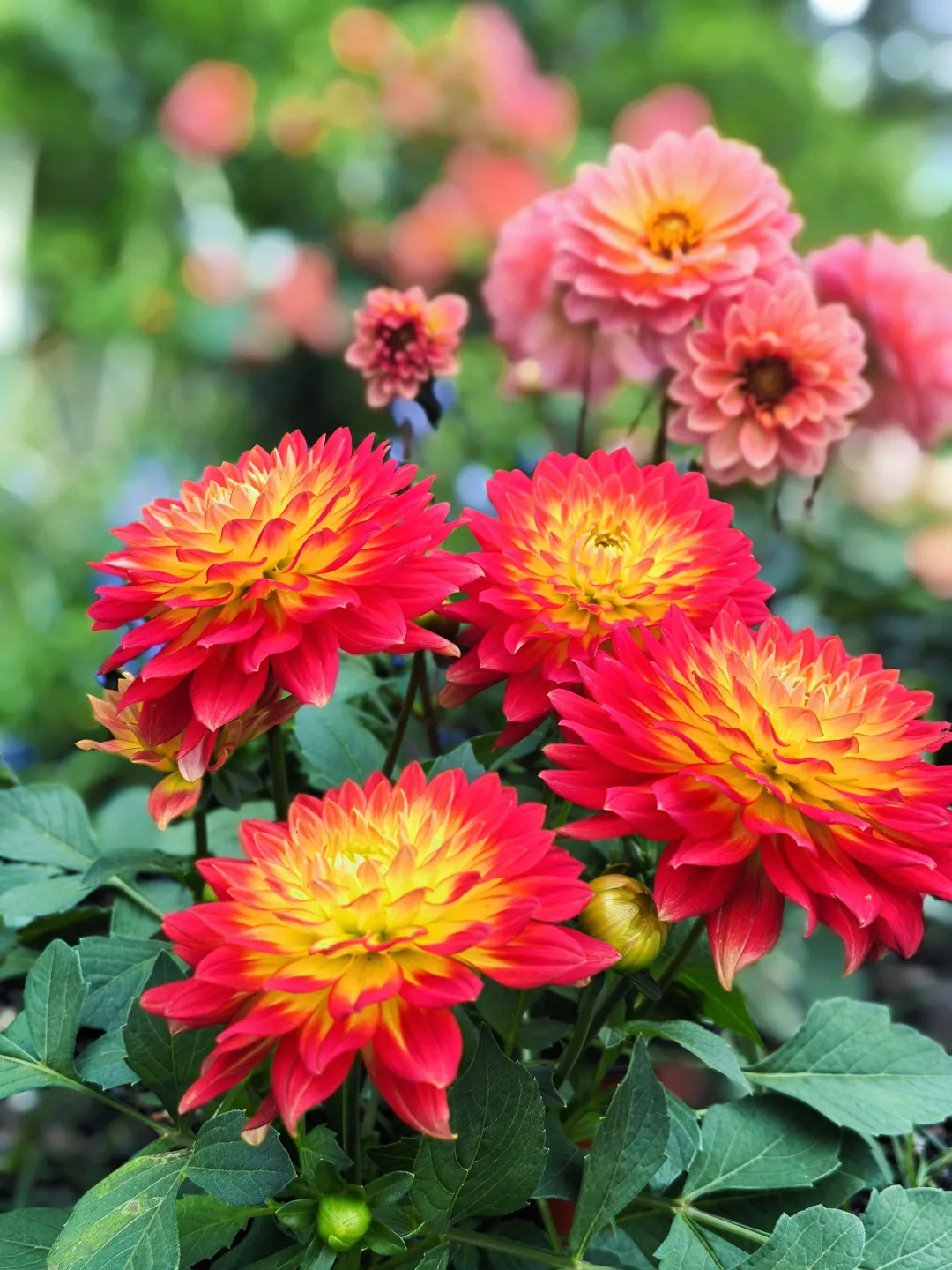 好看的花一定要分享给你（小丽花）