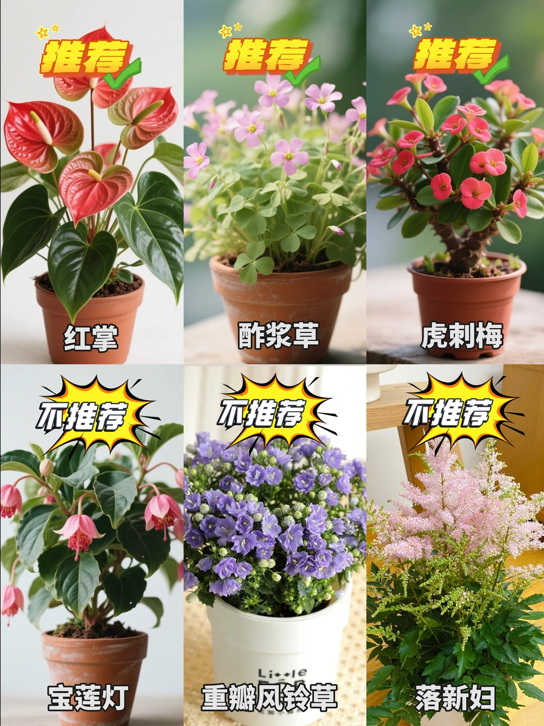 新手养花红黑榜|你养过最难的花是什么？