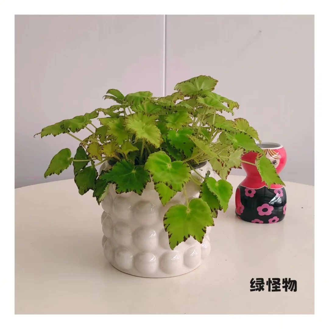 石家庄一株小绿植物摄影?合集～