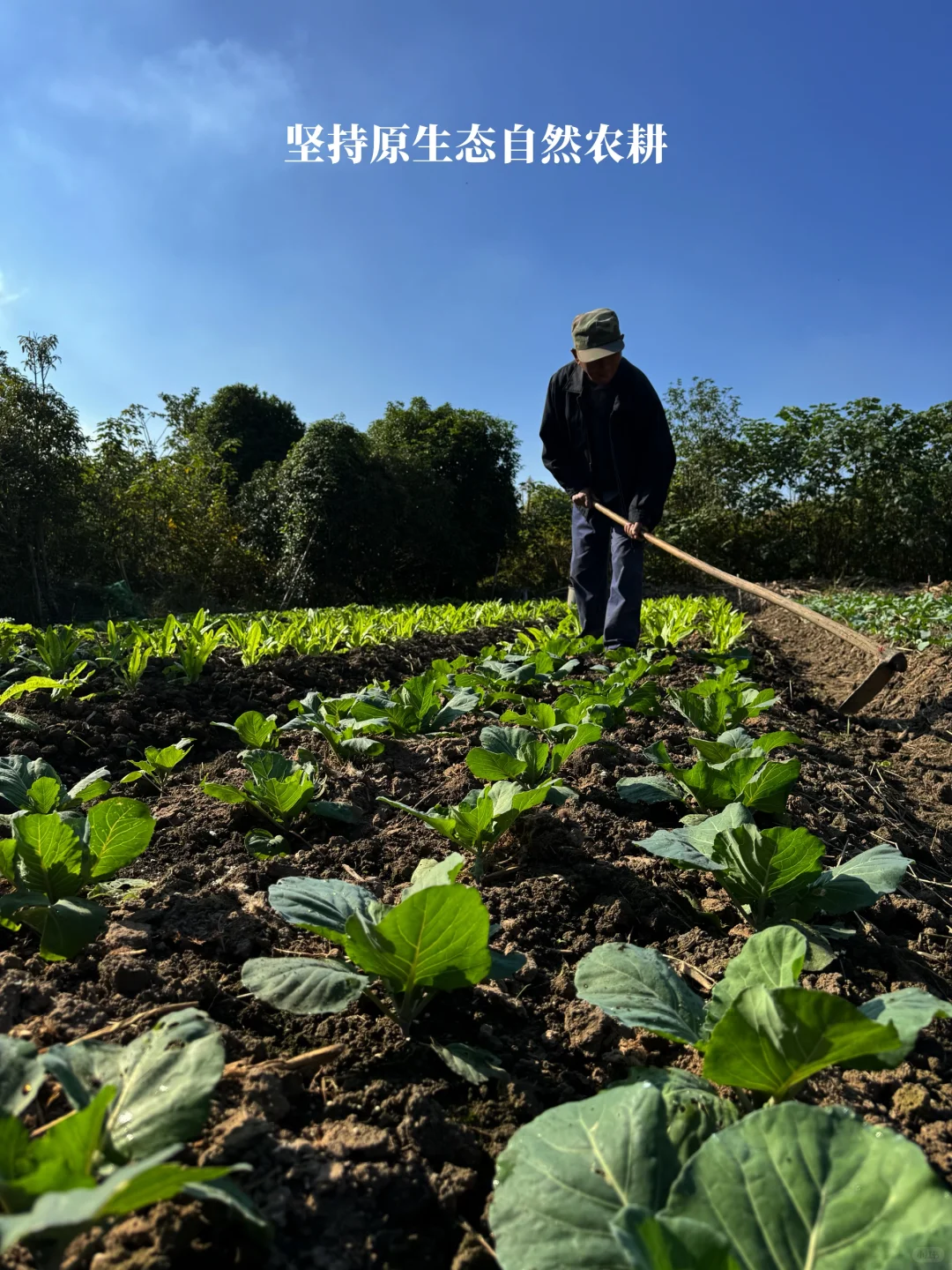 对不起了河马?我选万亩农场的“野生菜”