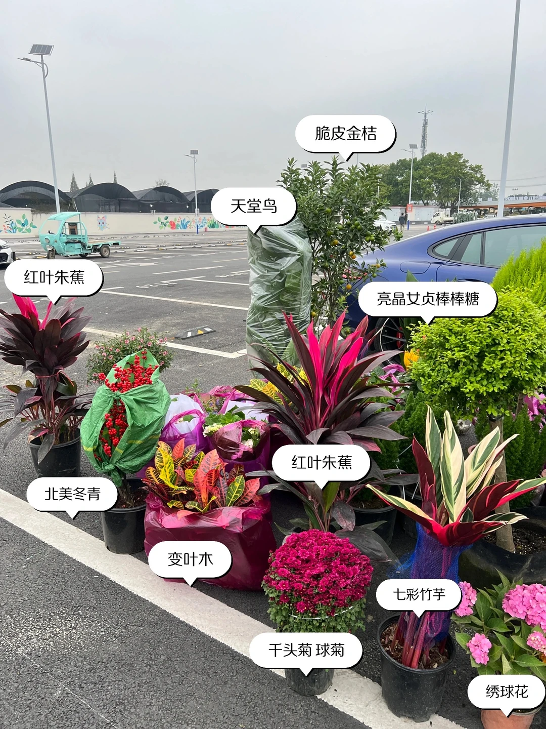 ?花园植物搭配｜普通人自己买植物装的花园