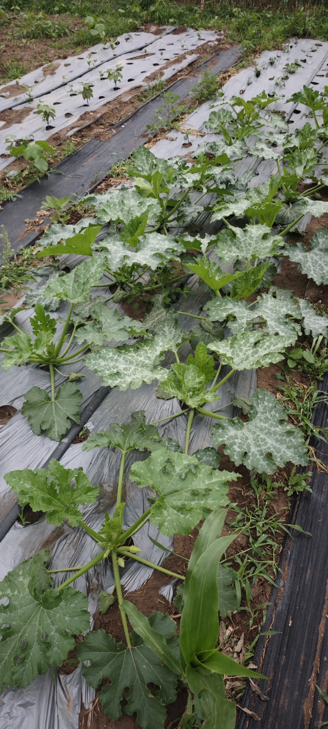 记录一下农场菜地的现状