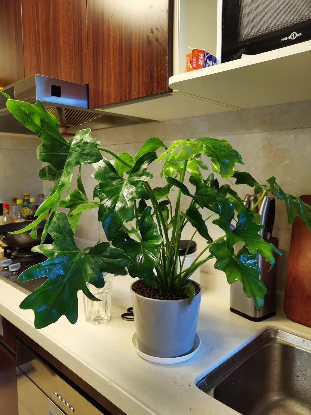 绿植杀手也有看见光明的一刻