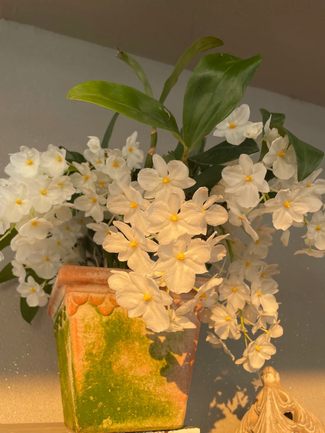 我的兰花（二）