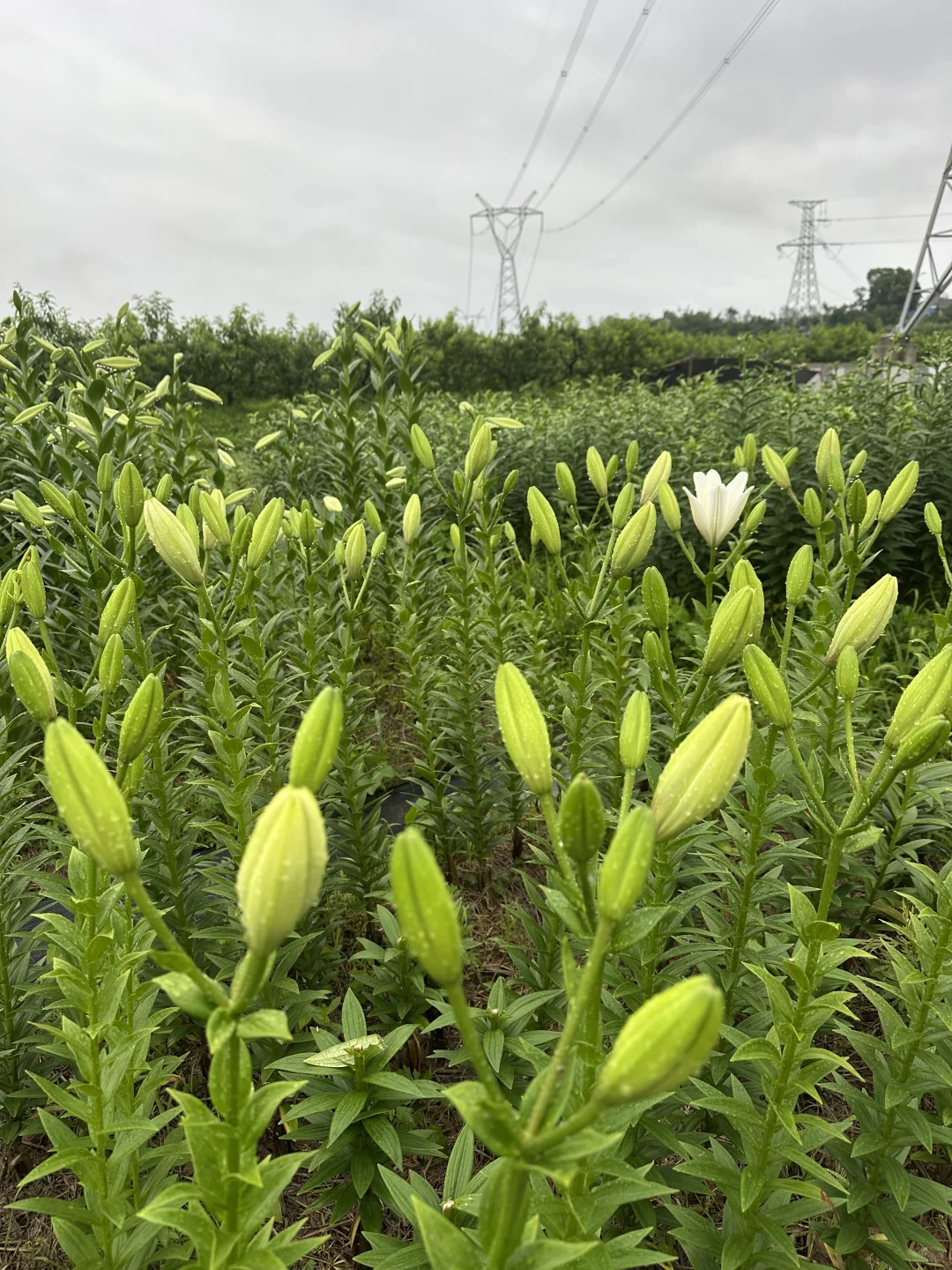 你们慢点开，我卖不过来啊