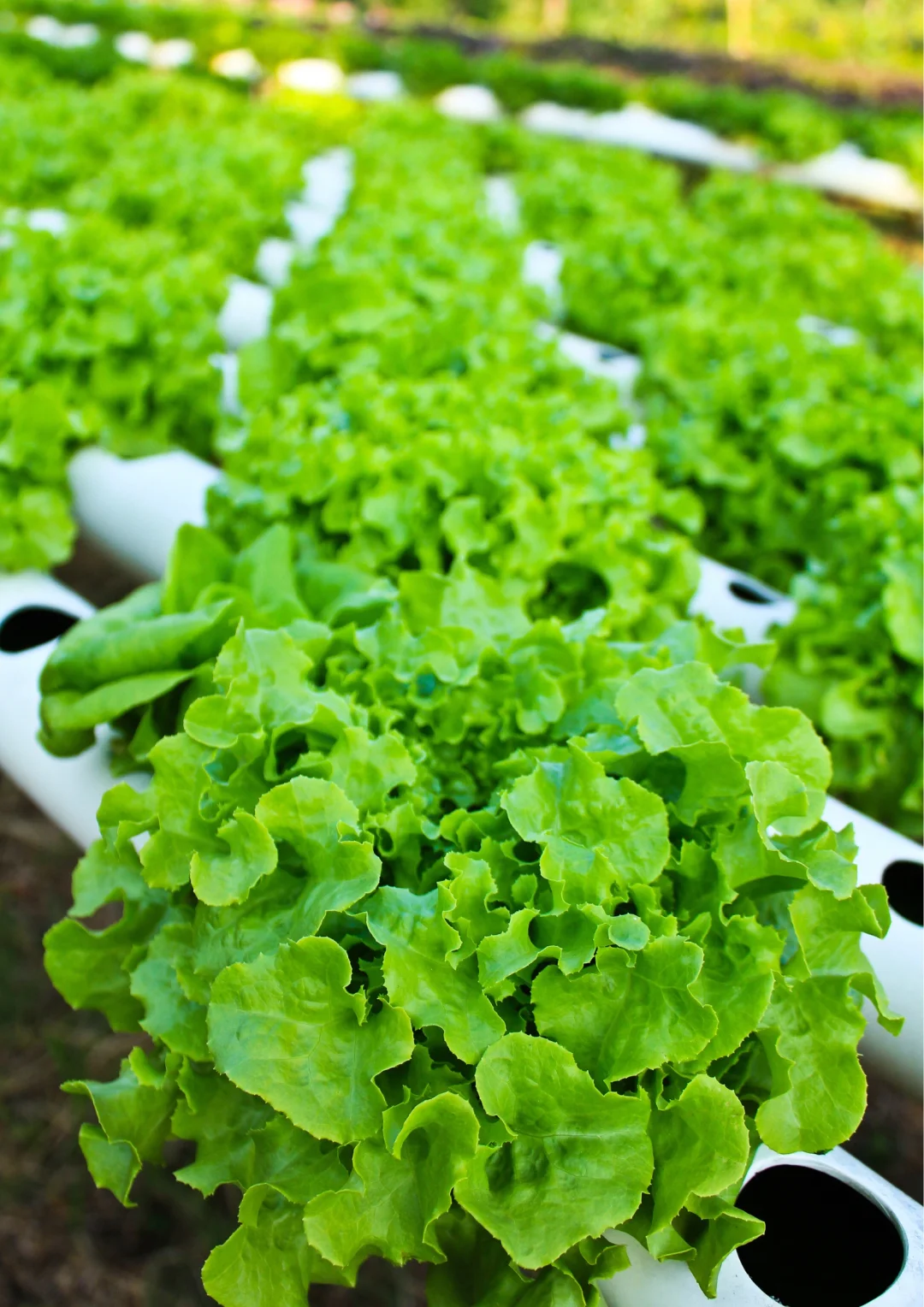 北京农场四季蔬菜不间断，冬季采摘不停歇！