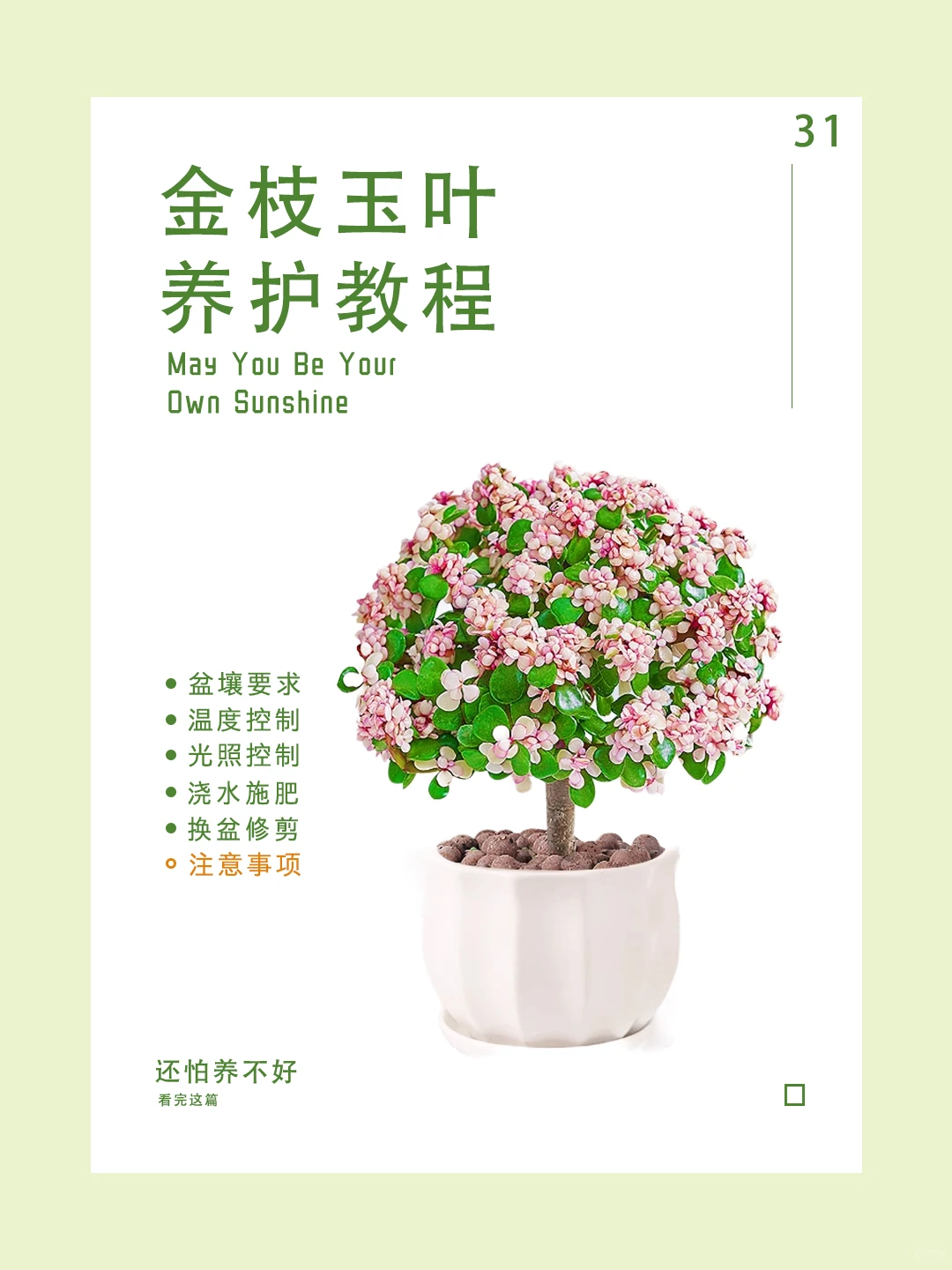 “第三十一期~金枝玉叶~养护秘籍！?”