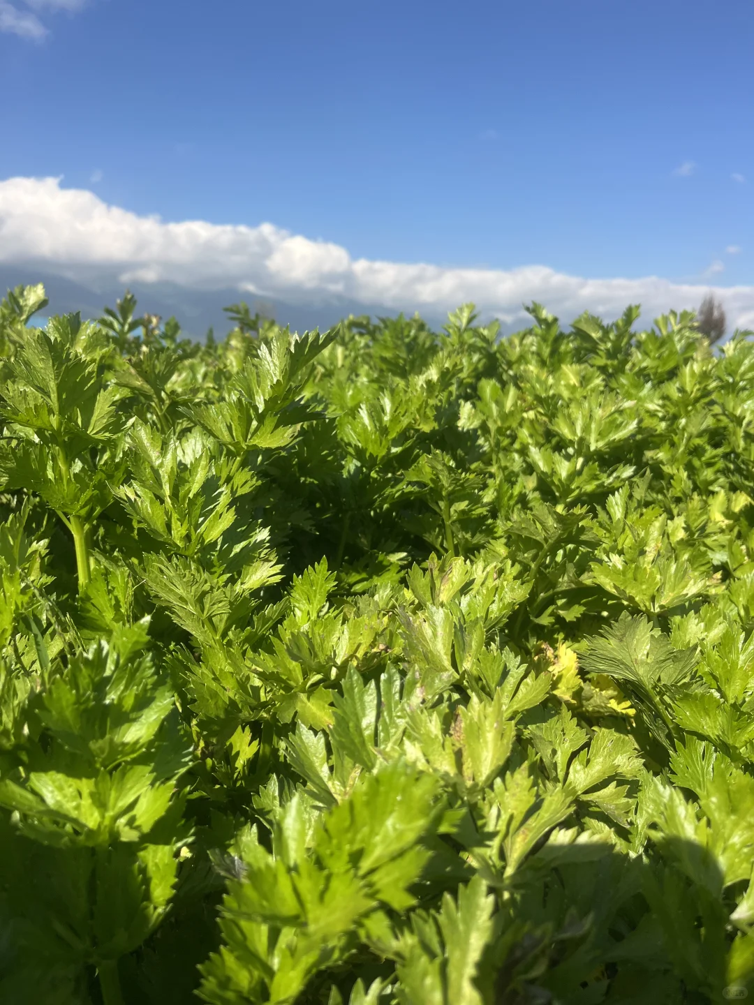 大理的冬天，挖到了「矮墩墩」的西芹??