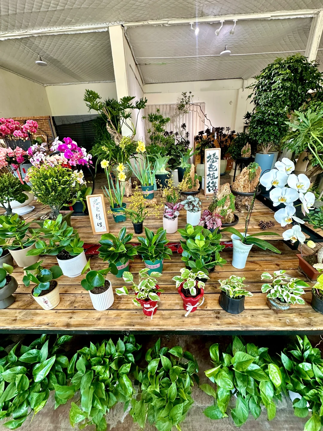 威海真的不缺无聊闲逛的小店……（绿植篇）