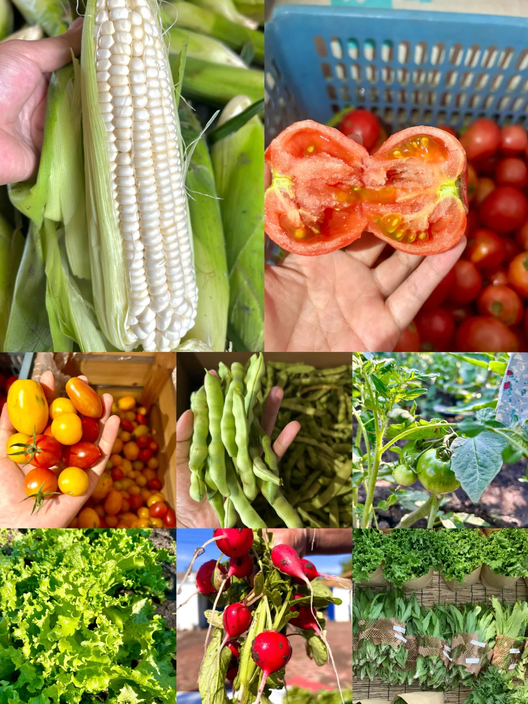 每天10元，给娃吃带泥土味的纯绿色蔬菜