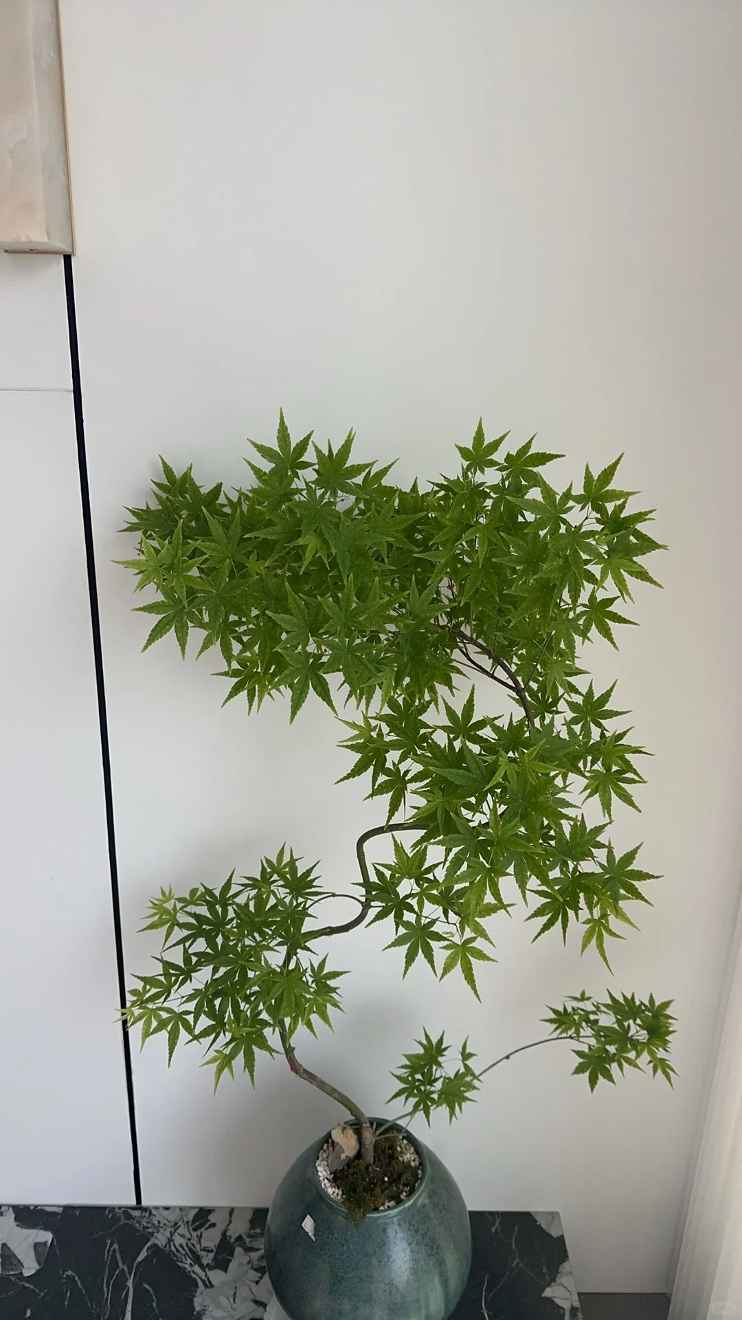 花花girl，太美了吧！