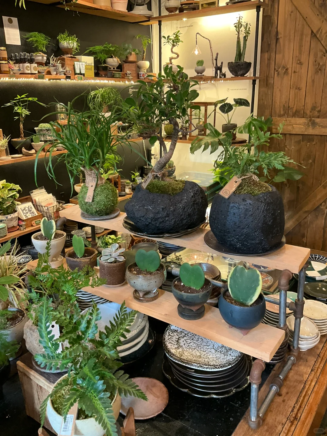 The Moss and Green 纽约植物店