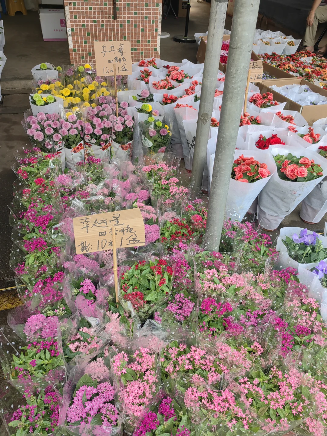 花花品种多了！2025.10.17岭南花卉市场