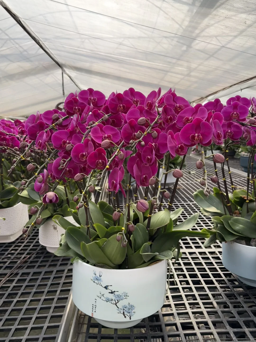 连盆十株230 ?顺德陈村蝴蝶兰下车！附地址~