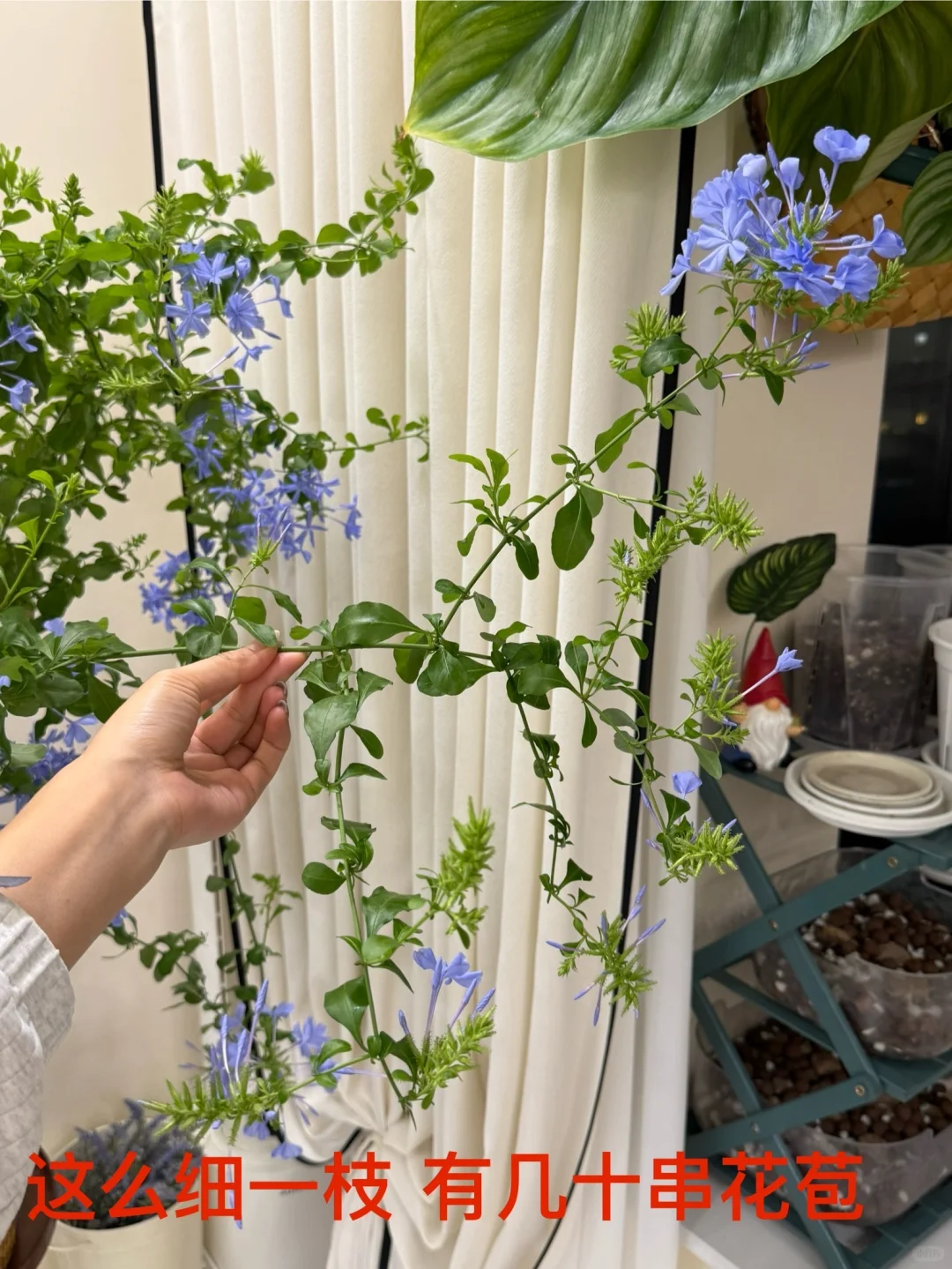 你离一盆爆盆的蓝雪花只有一步之遥