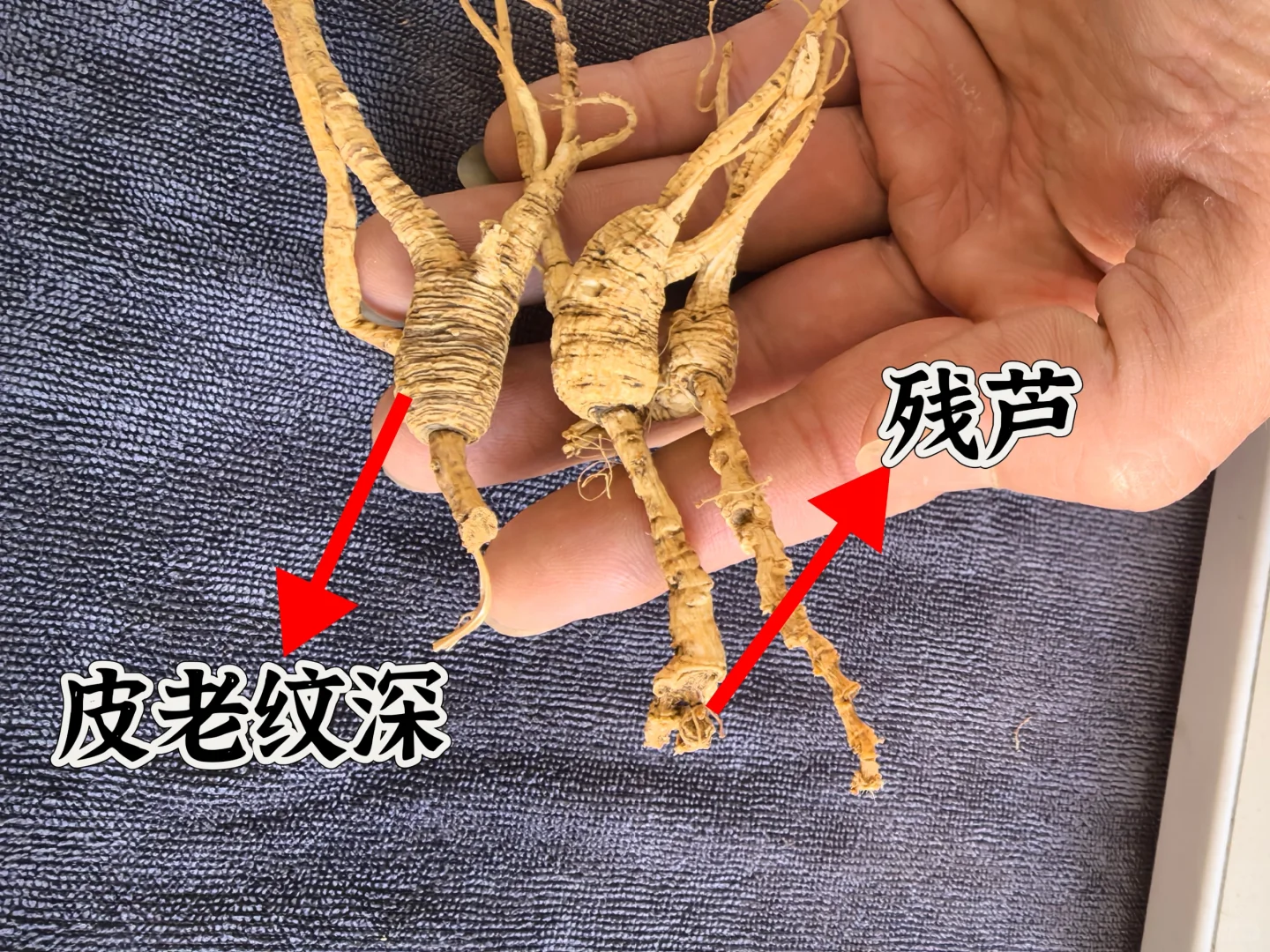 20年以上林下老野残