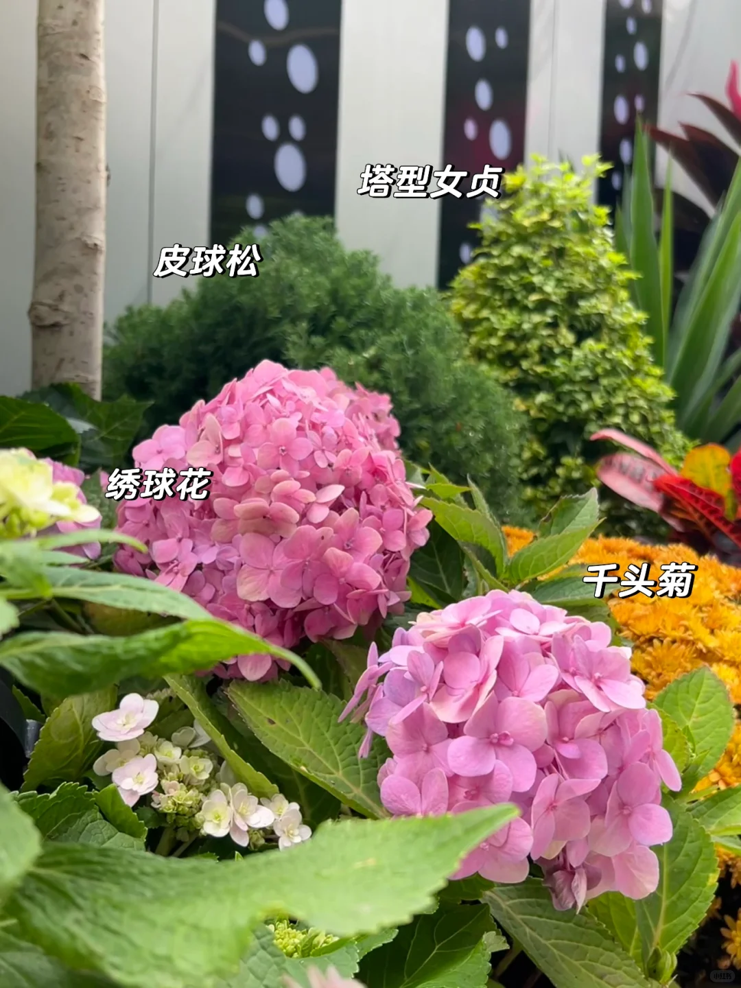 ?花园植物搭配｜普通人自己买植物装的花园