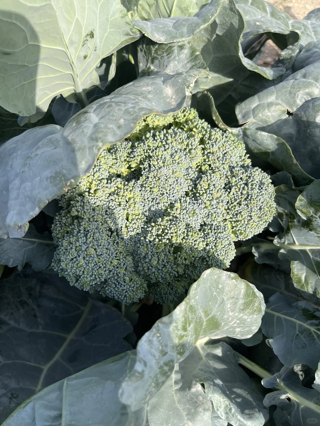 贫民窟捡菜日记?