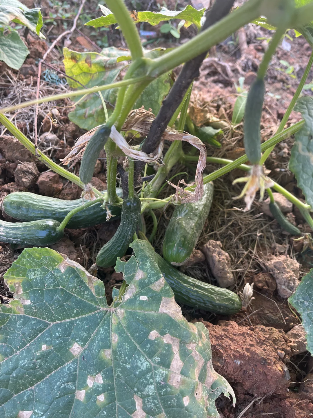 期待收获的季节