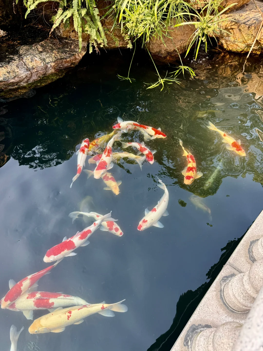 连盆十株230 ?顺德陈村蝴蝶兰下车！附地址~