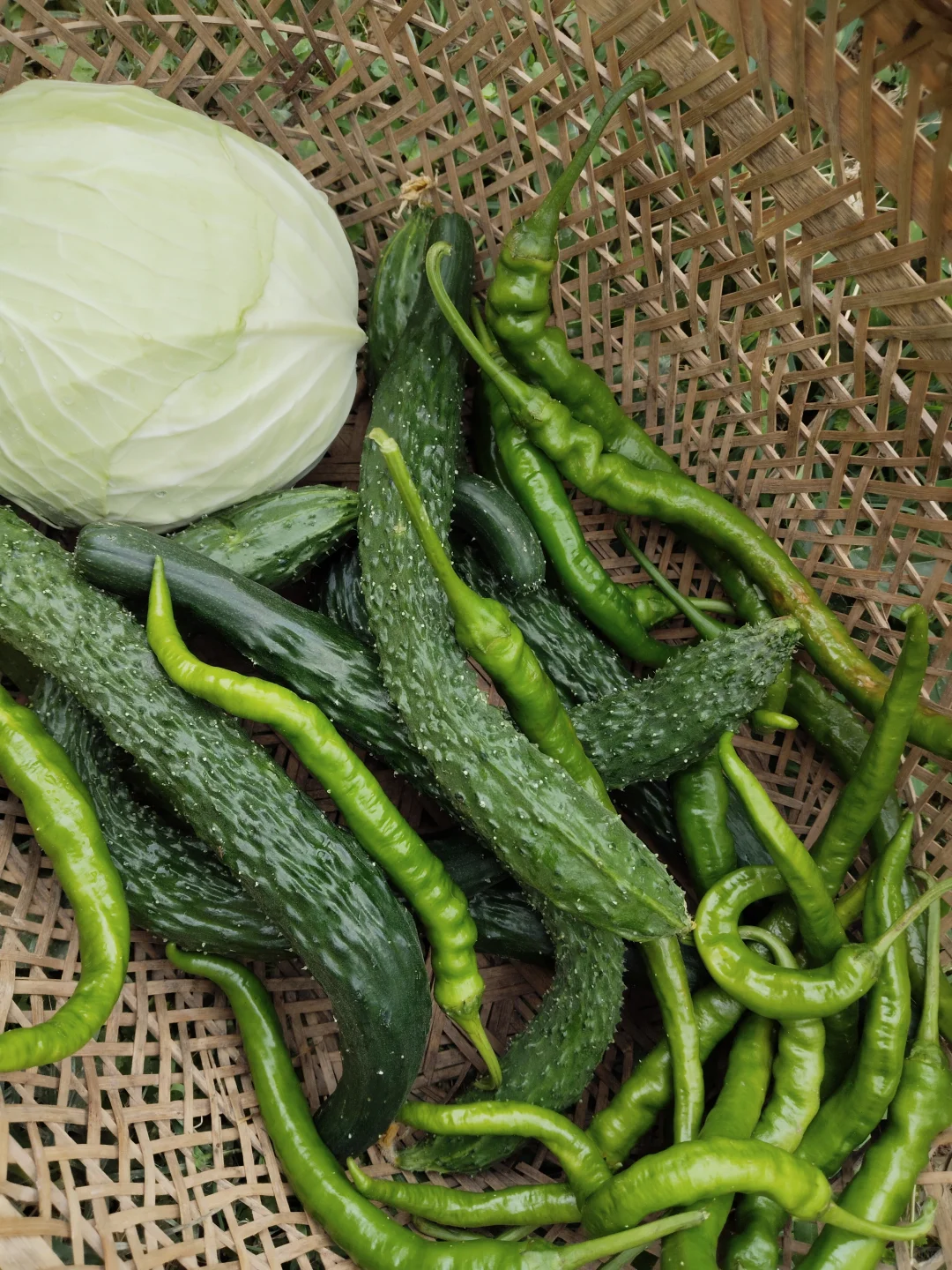 夏季蔬菜进入丰产期