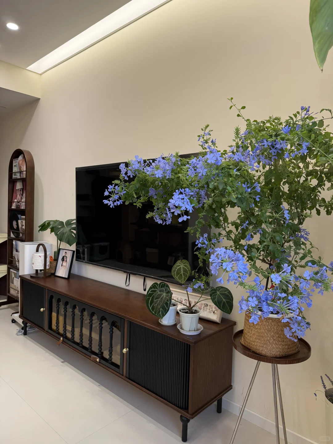 你离一盆爆盆的蓝雪花只有一步之遥