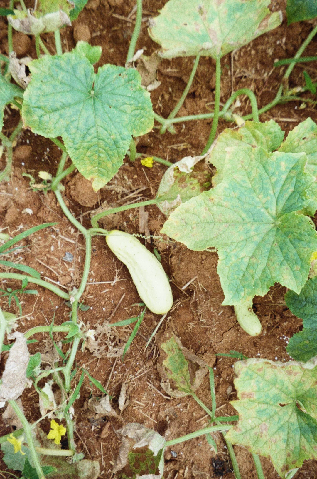 在阳台农场?庆祝大大小小的丰收。