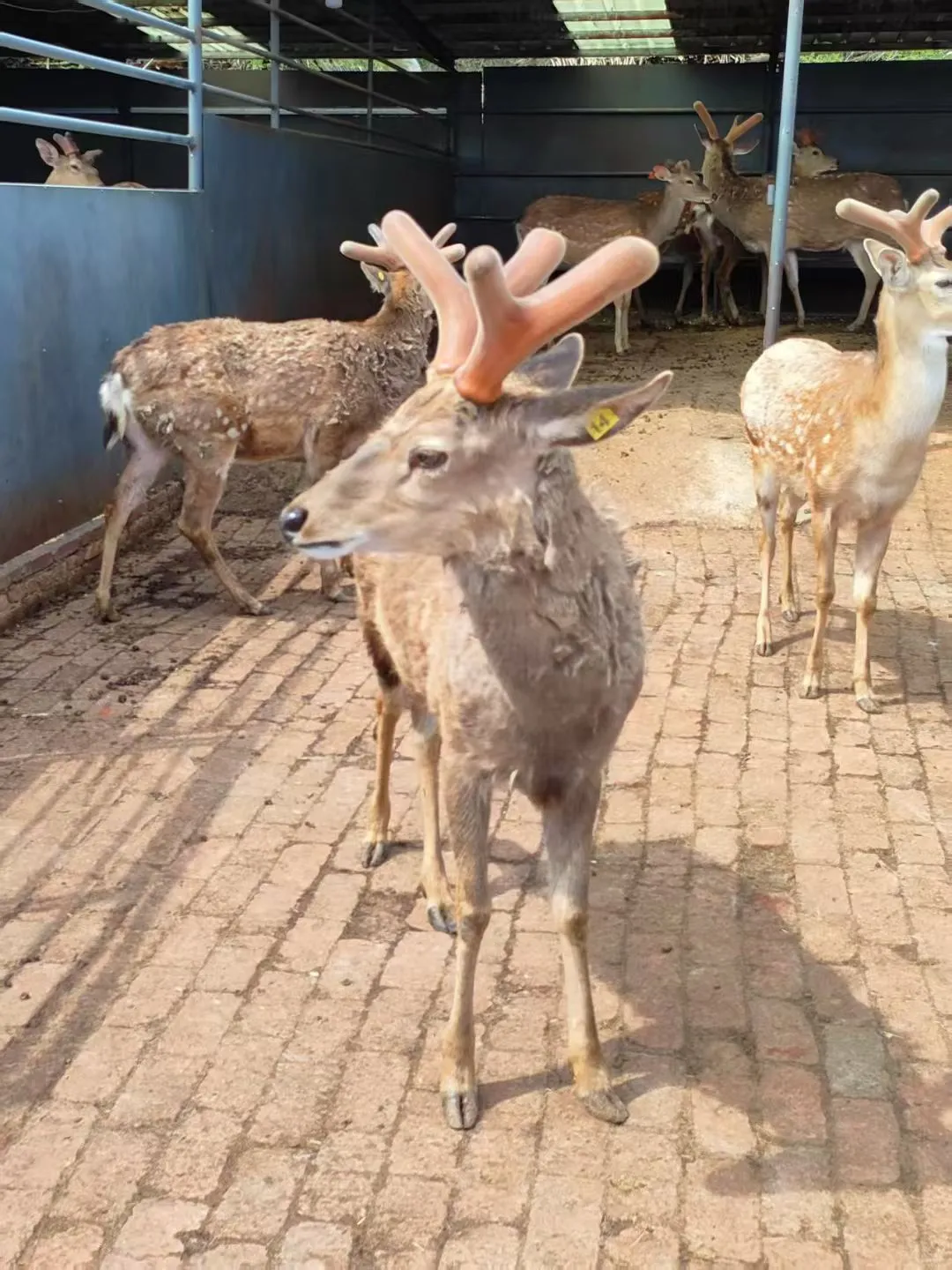 吉林辽源梅花鹿特产