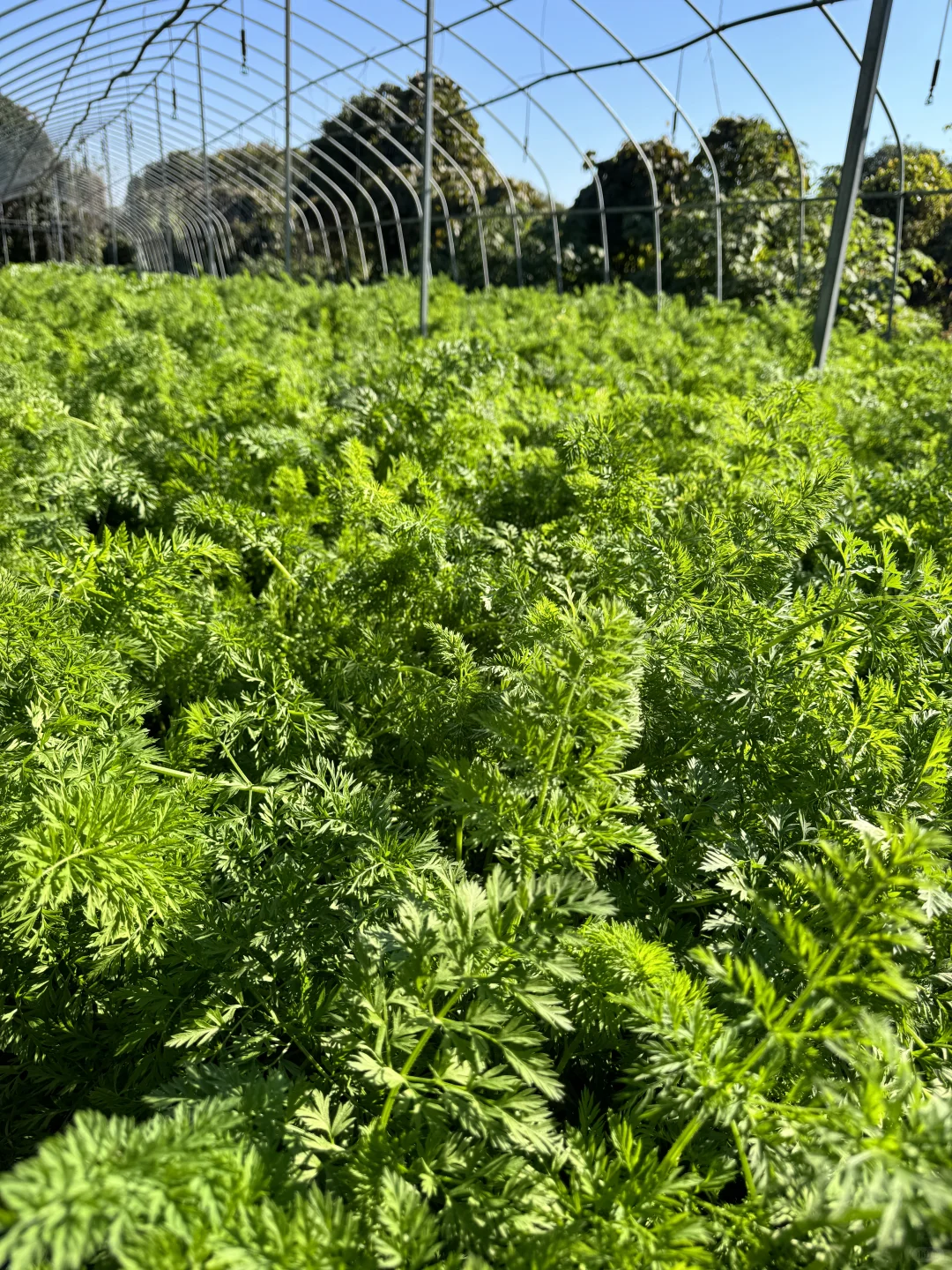 从菜地到菜篮！