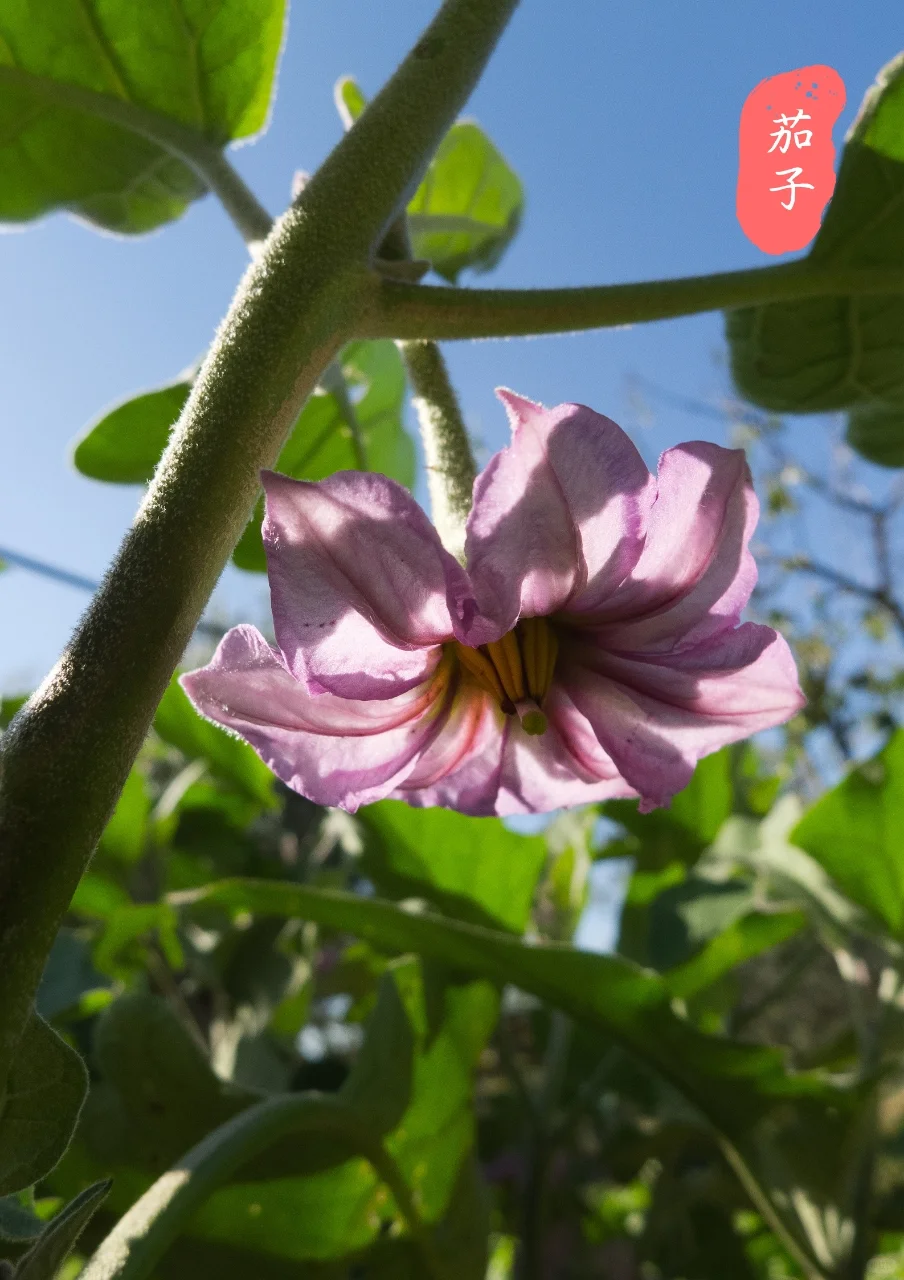 【蔬菜与花】看看爱吃的蔬菜，花?长什么样