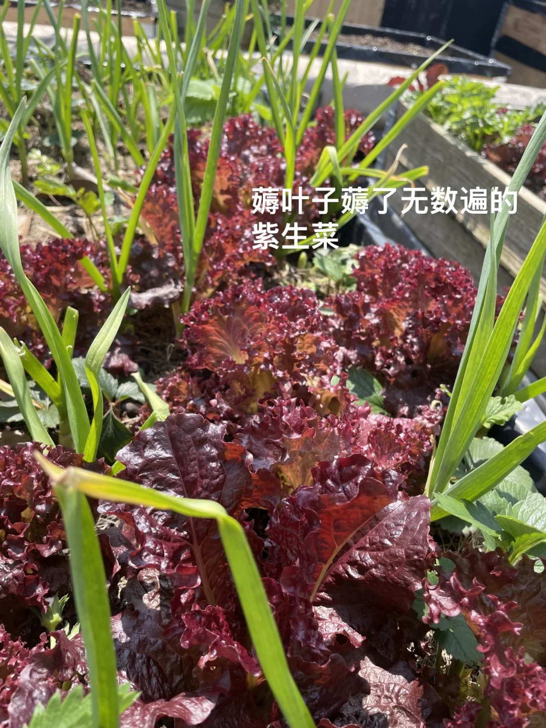 可食花园｜套种大法你知道吗