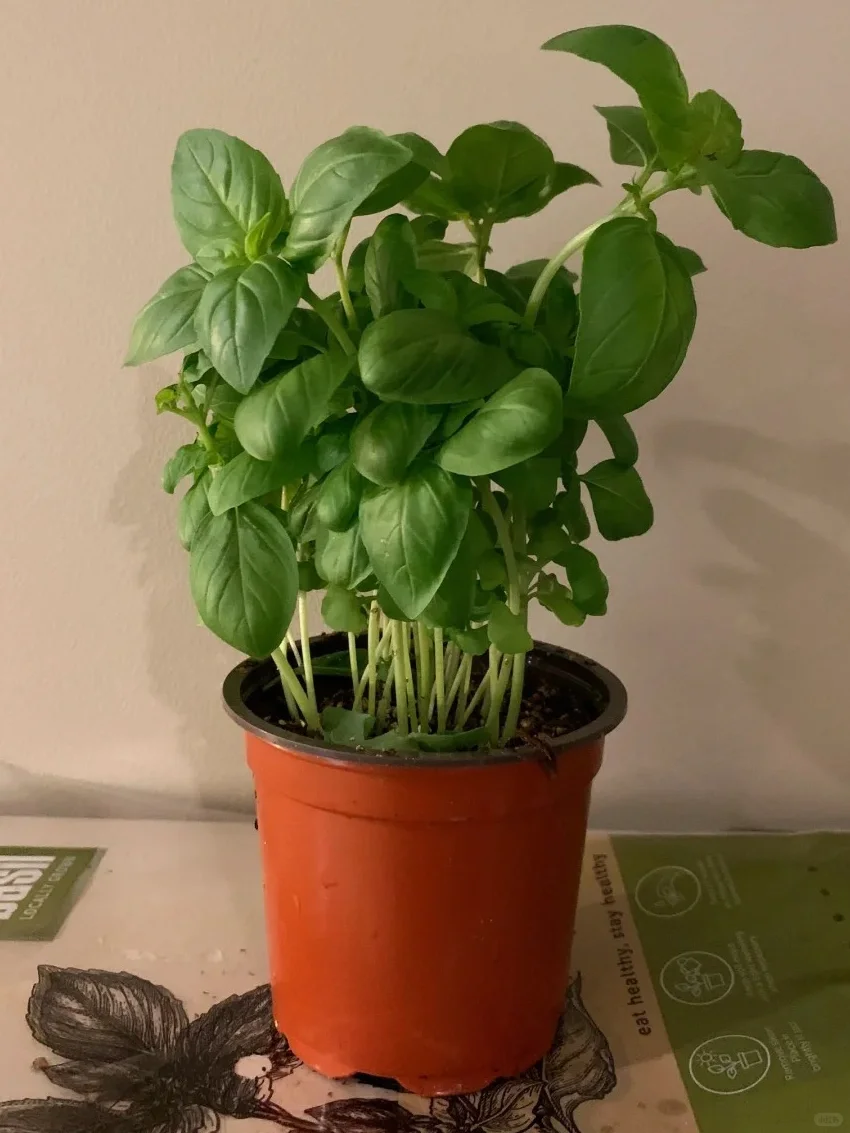 九款自带香气的盆栽✨