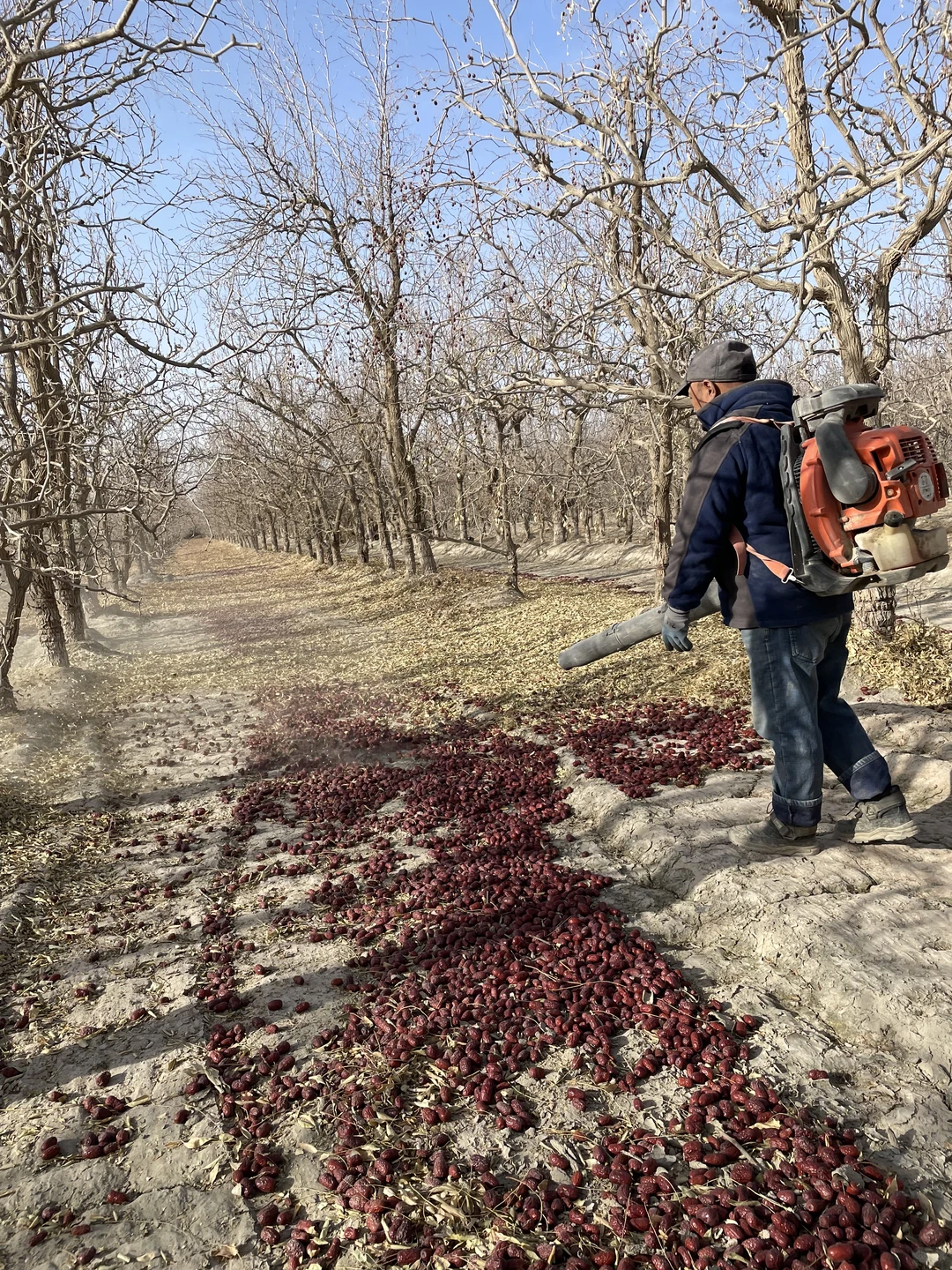 又懂了！新疆红枣原来是这样采收出来的