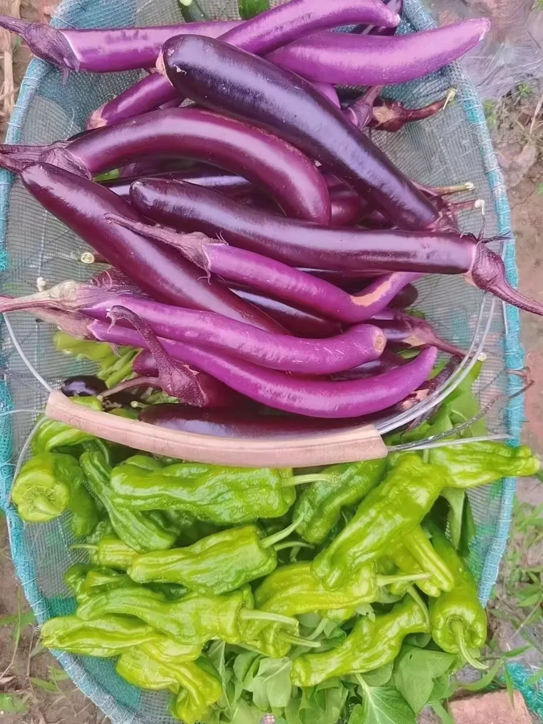 蔬菜品种合集???????