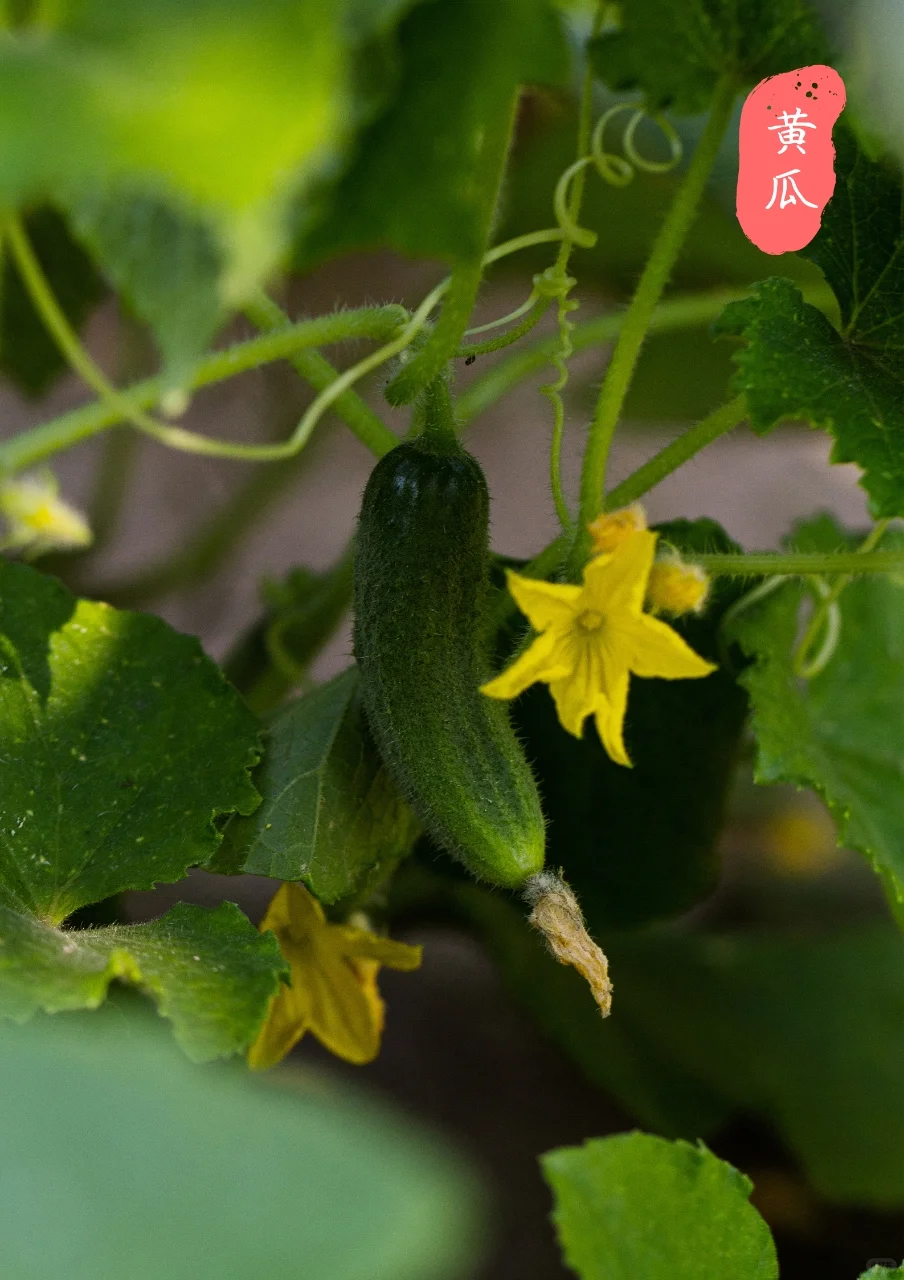 【蔬菜与花】看看爱吃的蔬菜，花?长什么样