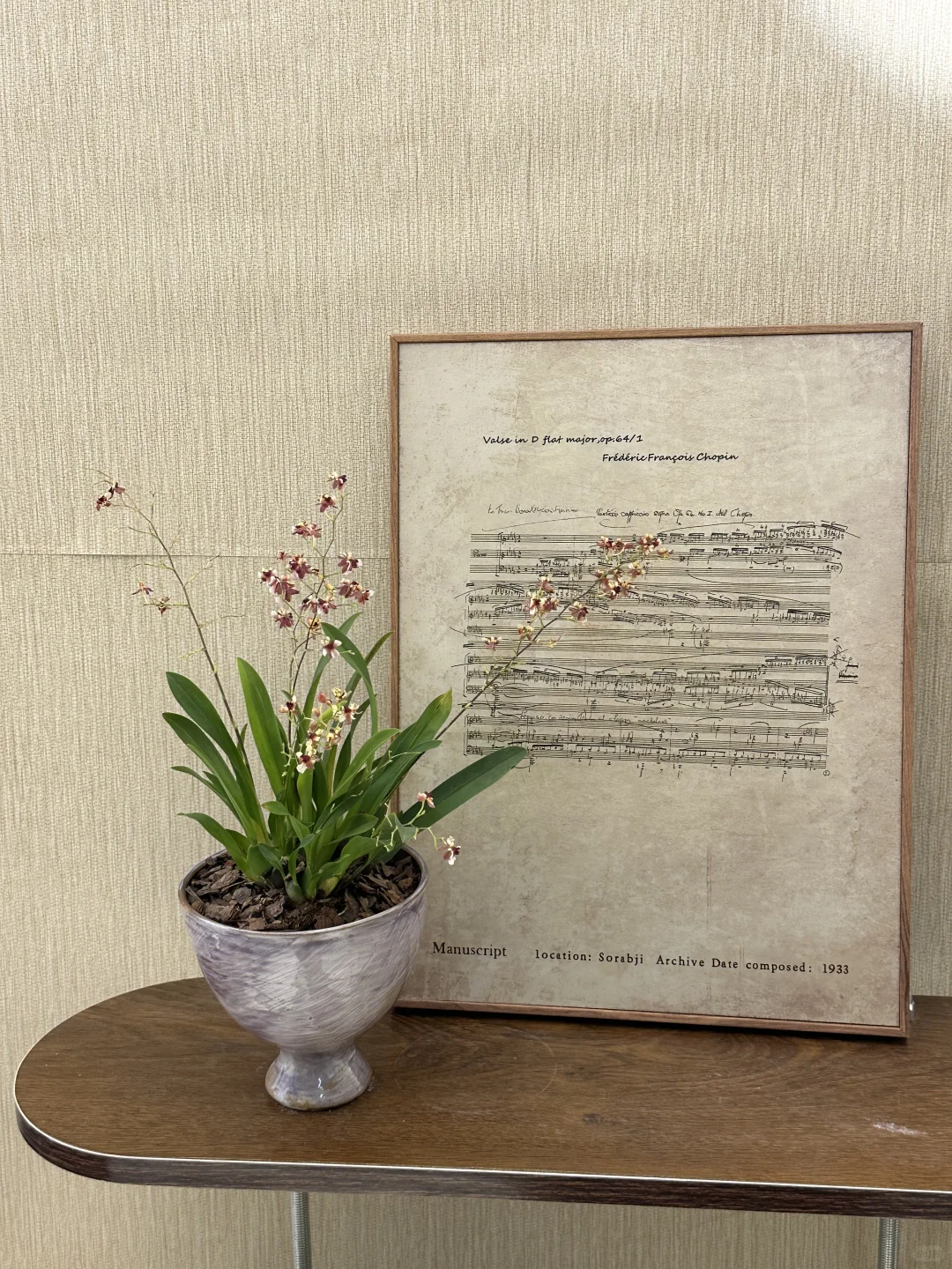 平价中古风绿植分享?