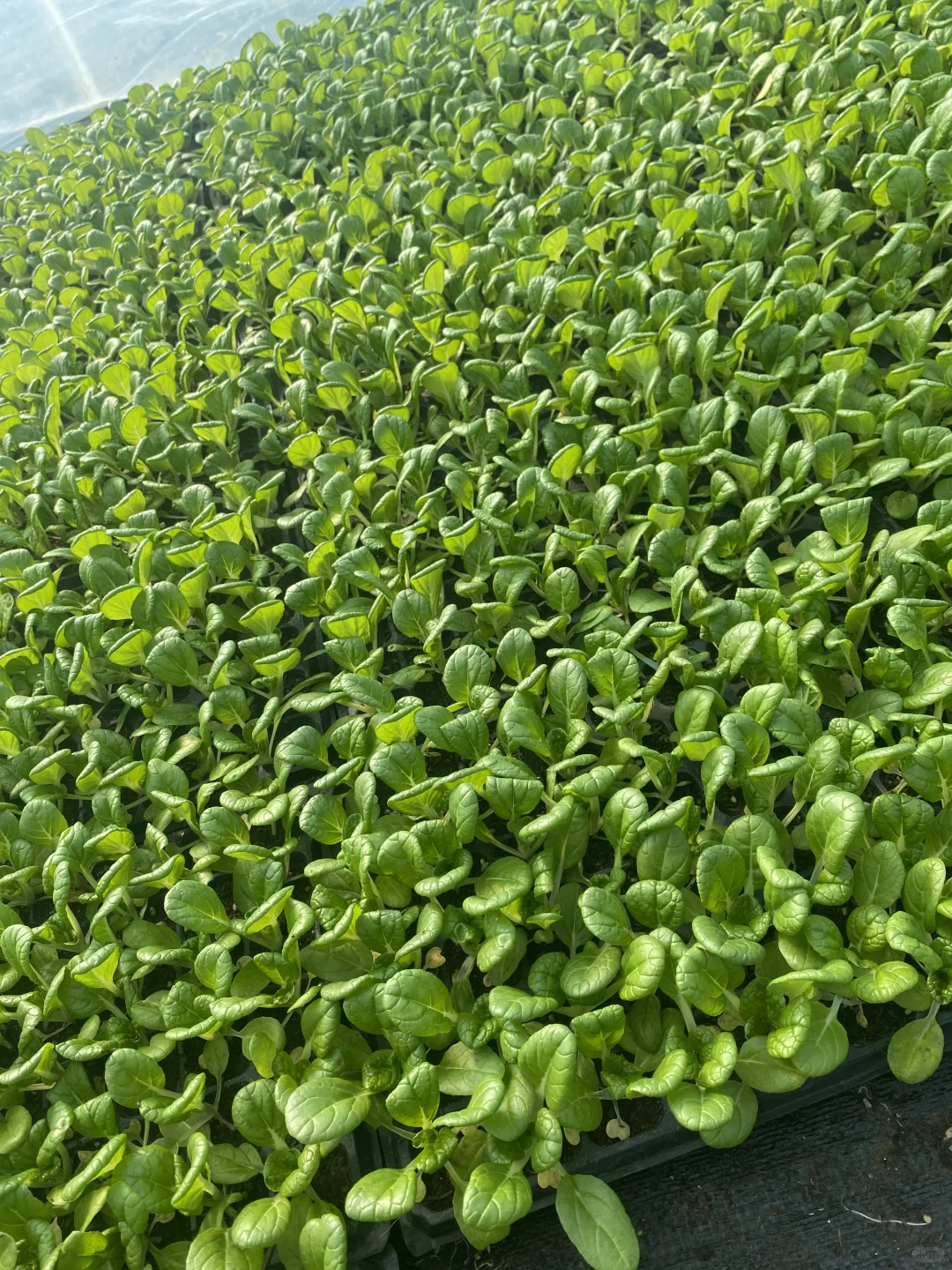 我看看现在还有人种乌塌菜吗